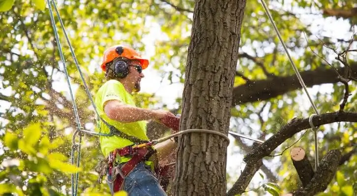 Image of popular home service Tree Service