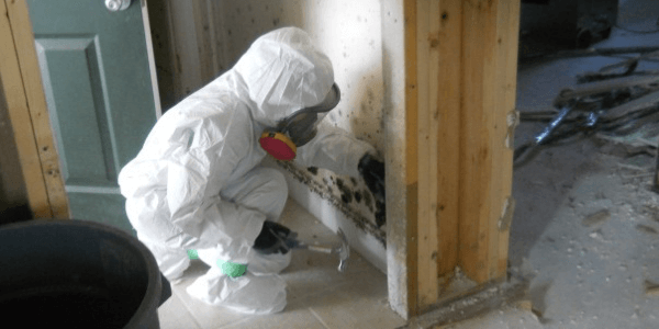 Illustration representing the cost guide for Mold Removal